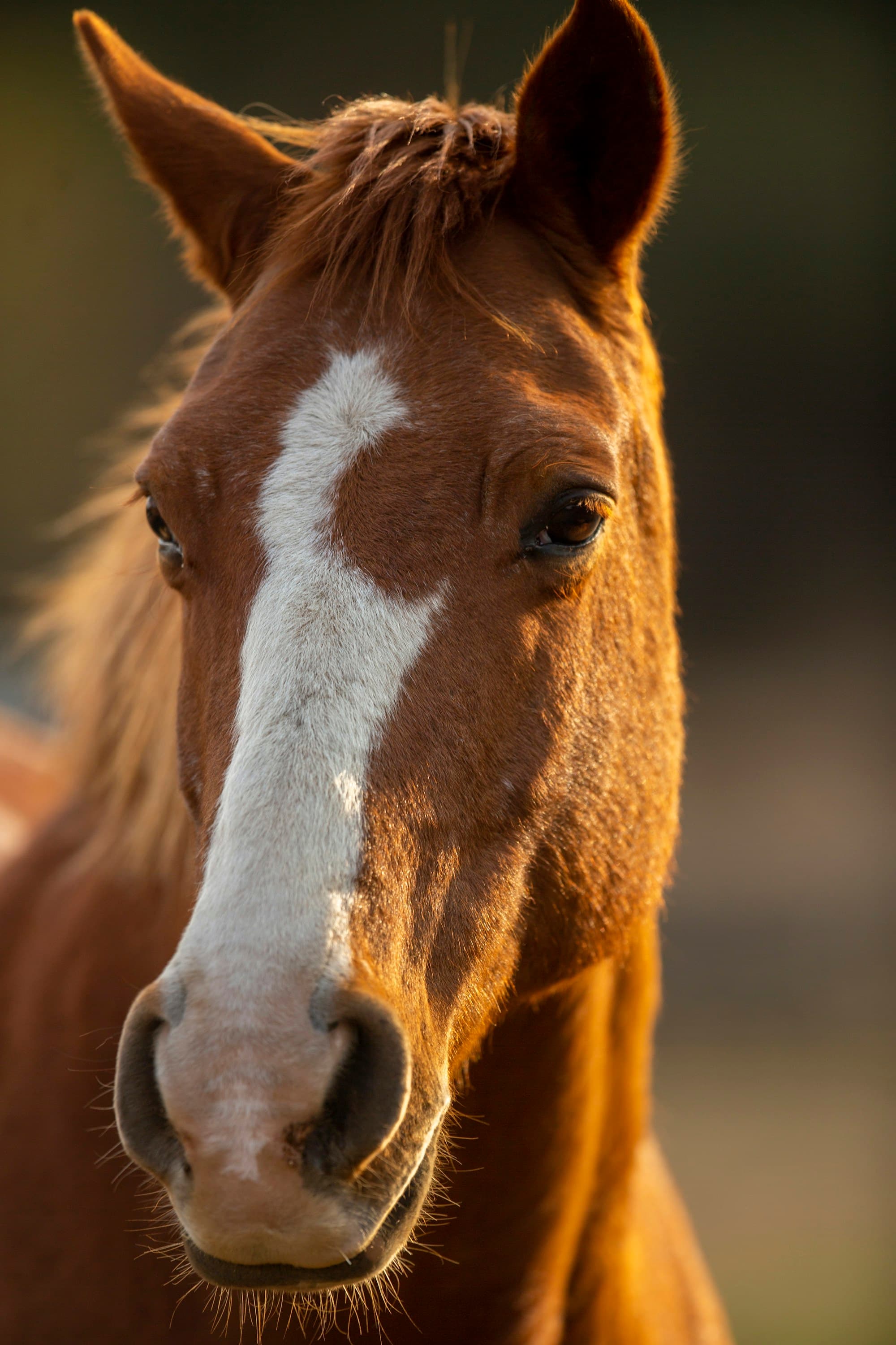 A caballo por el Moncayo